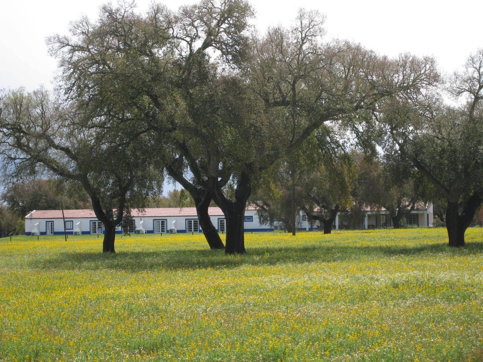 Monte Das Faias Cork Farm Hotel Grândola Zewnętrze zdjęcie